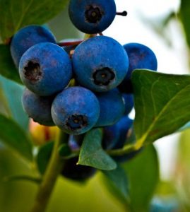 Betty's Berry Farm Wilmer Alabama U-Pick Blueberries | upickfarmlocator.com