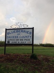 Blueberries of Daviess County U-Pick Blueberries | upickfarmlocator.com