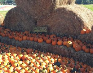 Liuzza Land Amite Louisiana U-Pick Pumpkins Corn Maize | upickfarmlocator.com