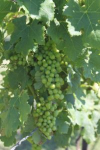 Windy Creek Vineyards Sanger Texas U-Pick Grapes | upickfarmlocator.com