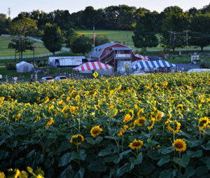 Alstede Farms Chester New Jersey Pick Your Own Fruit | upickfarmlocator.com