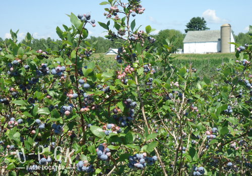 Blueberry Haven U-Pick Blueberries