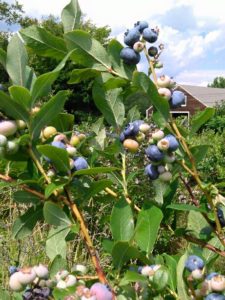 Joan & Brad's Berry Farm Hollis Maine You Pick Blueberries | upickfarmlocator.com