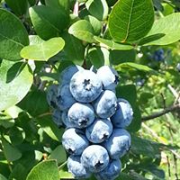 Blueberry Haven Bear Creek Wisconsin U-Pick Blueberries | upickfarmlocator.com