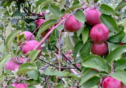 Where to find U-Pick Apple Orchards | upickfarmlocator.com