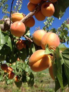 Phelps Fruit Berry Farm Payson Utah U-Pick | upickfarmlocator.com