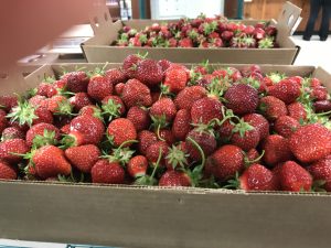 Gettings Garden Sanborn Iowa U-Pick Strawberries | upickfarmlocator.com