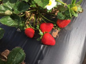 Buffalo Creek Berry Farm Mustang Oklahoma U-Pick Strawberries Blackberries | upickfarmlocator.com