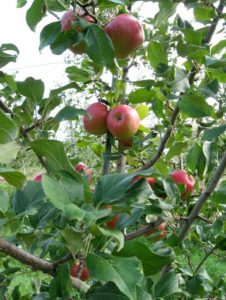 Kelly Orchards Acton Maine U-Pick Apples Peaches Pumpkins | upickfarmlocator.com
