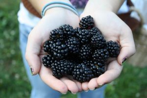 Zimmermans Berry Farm Marshall North Carolina U-Pick Blackberries | upickfarmlocator.com