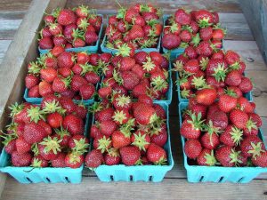 Berry Harvest Farm Cato New York U-Pick Strawberries | upickfarmlocator.com