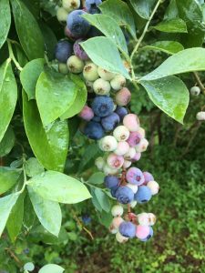Cedar Grove Blueberry Farm North Carolina U-Pick Blueberries | upickfarmlocator.com