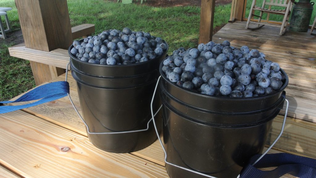 Rooney's Front Porch Live Oak Florida u-pick blueberries blackberries