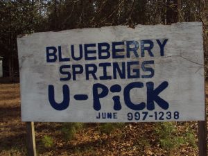 Blueberry Springs Wacissa Florida U-Pick Blueberries Blackberries | upickfarmlocator.com