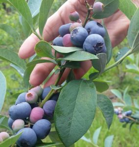 Berry Good Farms Tifton Georgia U-Pick Blueberries | upickfarmlocator.com