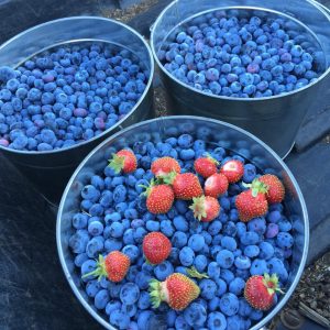 Red Canoe Farms Hauser Idaho U-Pick Blueberries | upickfarmlocator.com