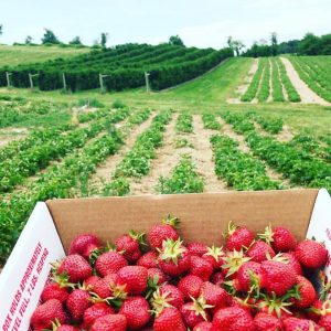 Butler's Orchard Germantown Maryland pick your own strawberries | upickfarmlocator.com