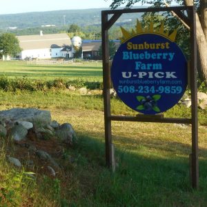 Sunburst Blueberry Farm Uxbridge Massachusetts U Pick Blueberry Farm | upickfarmlocator.com
