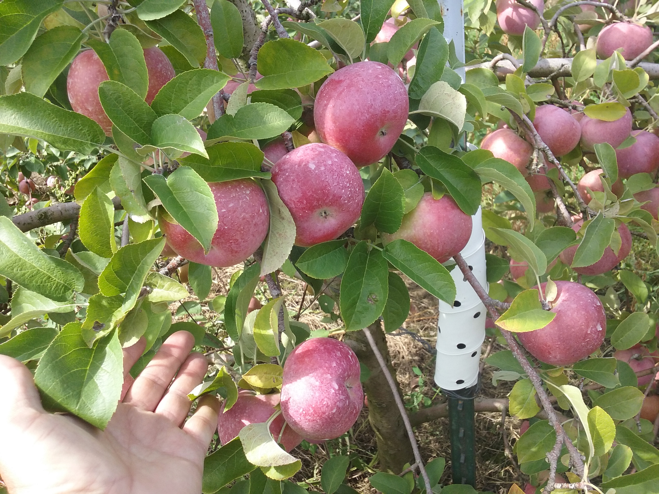 Lang's Orchard U-Pick Apples Woodstock Illinois