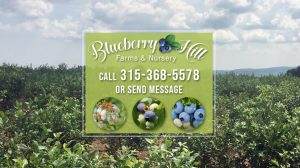 Blueberry Hill Farm and Nursery Clinton New York u-pick blueberries | upickfarmlocator.com