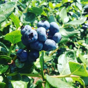 Beck Brothers Blueberries You Pick | upickfarmlocator.com