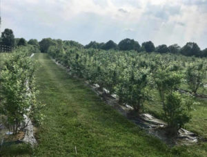 Hunt's Berry Farm Big Spring Kentucky U-Pick Blueberries | upickfarmlocator.com