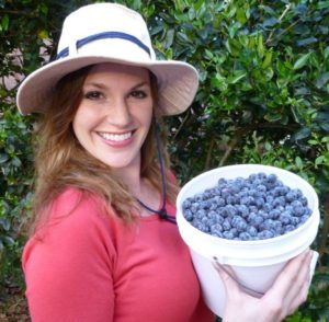 Brooksville Ridge Blueberries Florida U-Pick Blueberries | upickfarmlocator.com