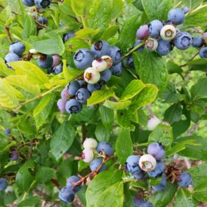 Honeys Blueberry Farm Loudon Tennessee U-Pick Blueberries | upickfarmlocator.com