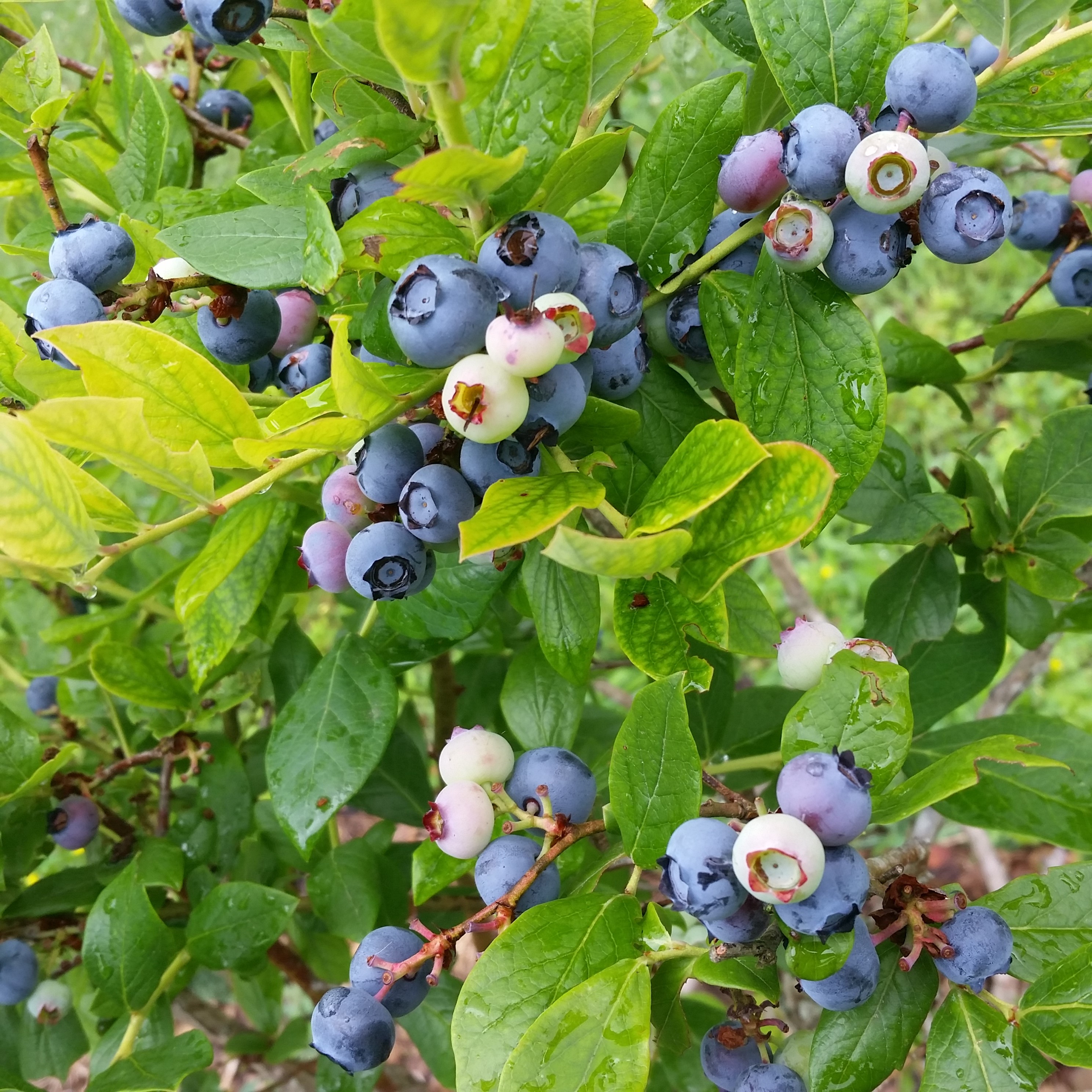 blueberry farm tennessee - blueberries farms near me