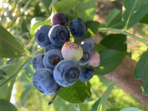 Wake Forest Farms North Carolina u-pick blueberries | upickfarmlocator.com
