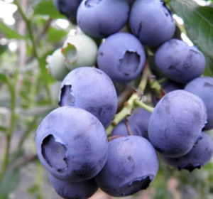 The Blueberry House Bennington Vermont u-pick blueberries | upickfarmlocator.com