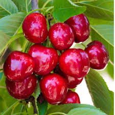 Barnes Sweet Cherries Payson Utah u-pick cherries | upickfarmlocator.com