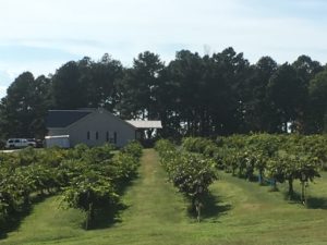 GNH Farms Albertville Alabama Muscadine Grapes | upickfarmlocator.com