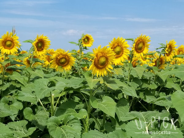 Bergsbaken Farms Cecil Wisconsin U-Pick Sunflowers | upickfarmlocator.com