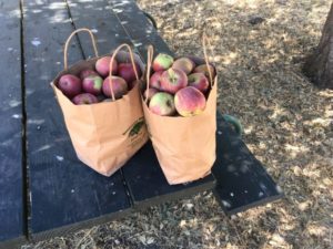Sentenac Ranch Julian California U-Pick Apple Orchard | upickfarmlocator.com