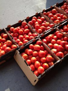 U-Pick We Pick Tomatoes St. Paul Oregon | upickfarmlocator.com
